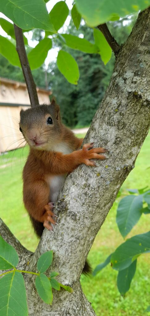 Squirly auf einem Baum